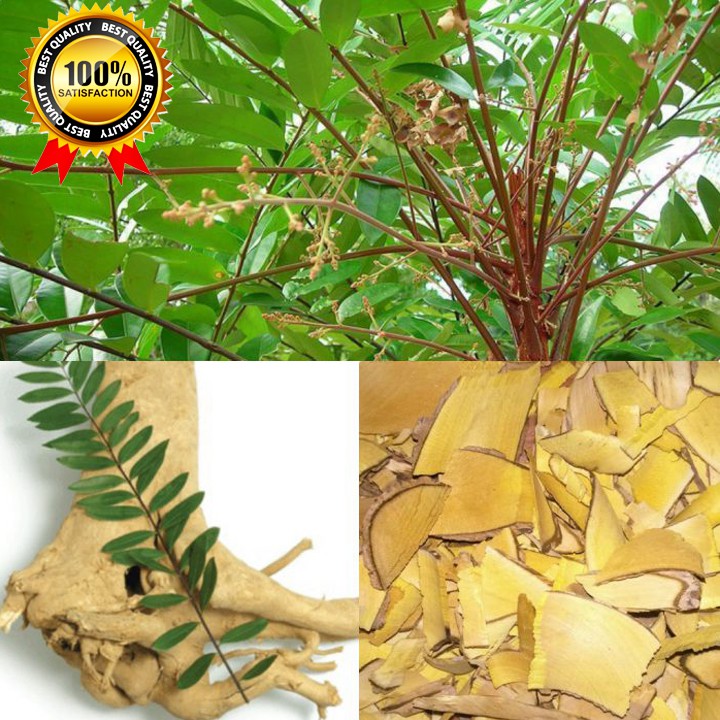 Rễ cây mật nhân - Bá bệnh 1kg Thảo Dược Vạn Phúc | BigBuy360 - bigbuy360.vn