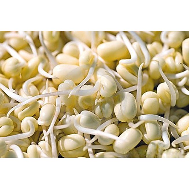 100g đỗ tương làm mầm đậu nành – đỗ tương quê hạt mẩy đẹp