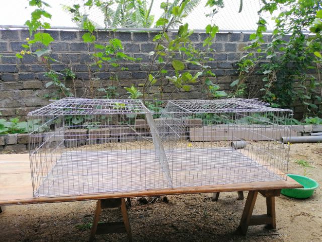 Lồng thỏ sinh sản 120x60x35cm