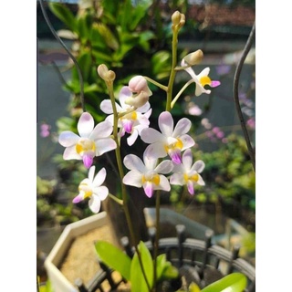 Hoa Lan hồ điệp rừng (2 cây)