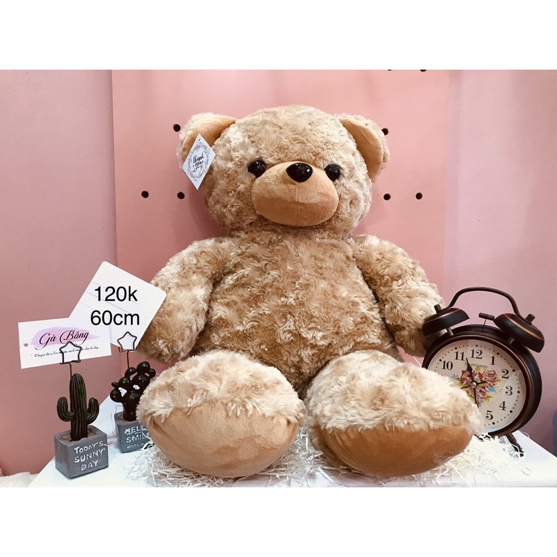 Gấu Si Teddy Úc Mỹ. Đã qua xử lí sạch sẽ