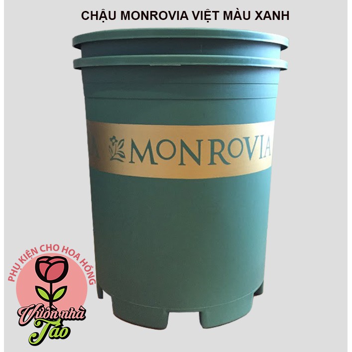 [COMBO 10 CHẬU] chậu Monrovia hàng Việt