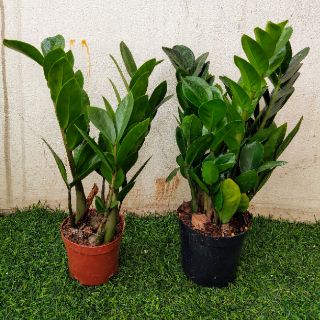 Chậu cây Kim Tiền để bàn (cây Kim Phát Tài)