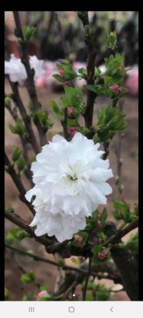 Nhất chi mai hoa tết  cây giông cao 15cm