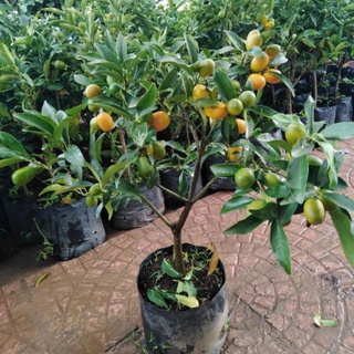 Cây tắc vỏ ngọt siêu trái