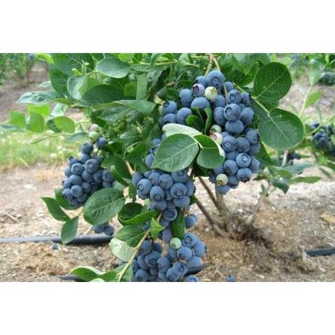 Cây việt quất tứ quý