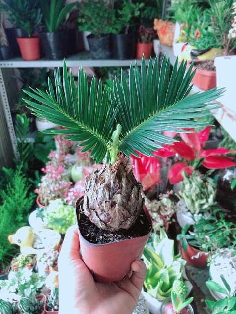 Cây Thiên Tuế Mini