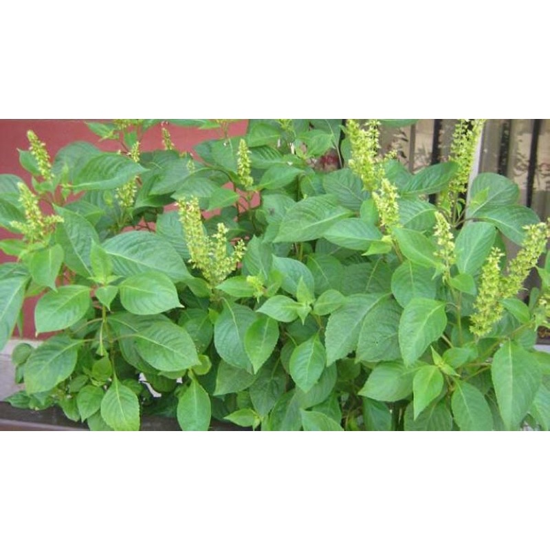 5gr - Hạt giống É Trắng Lemon Basil (Hương Nhu Trăng) Nhập nguyên bao bì Thái Lan