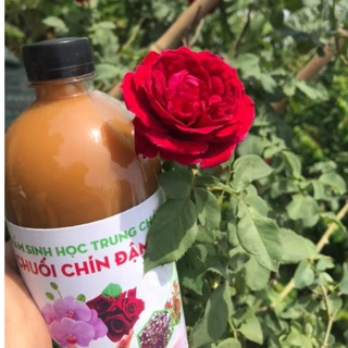 DỊCH CHUỐI ĐẬM ĐẶC 1 LÍT KÍCH RỄ, BẬT MẦM siêu tốt cho Hoa hồng, Hoa Lan, rau sạch - SẢN PHẨM SINH HỌC