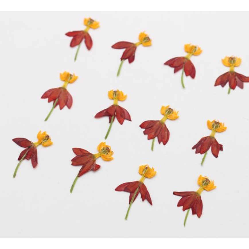 Giấy silicagel ép hoa khô