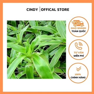 1kg lá cây lược vàng tươi to đẹp