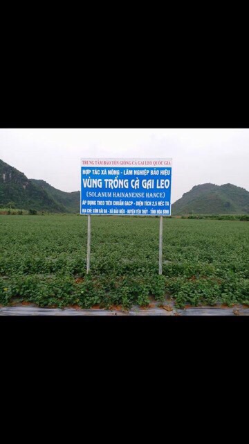 Cao Cà gai leo Hoà Bình (dạng lỏng) chuẩn GACP-WHO hộp 20 ống (có chứng nhận ATVSTP)