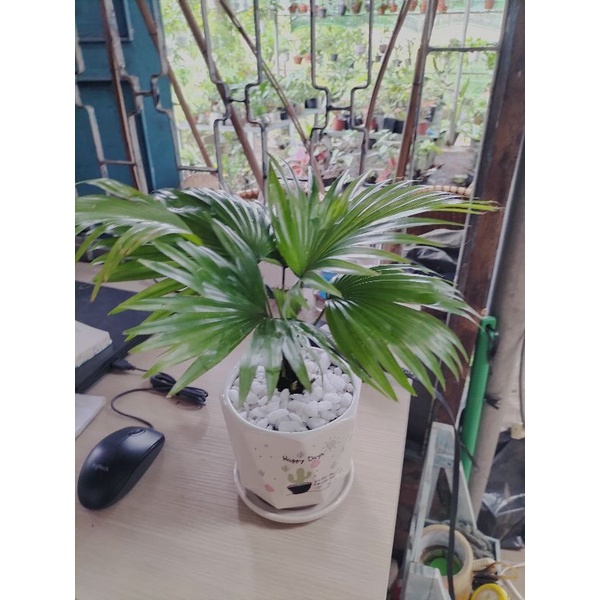Cây cọ ta nhiều khích thước trồng sân vườn