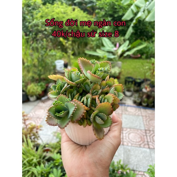Chậu cây sống đời mẹ ngàn con