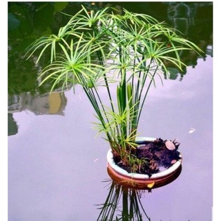 cây giống thủy trúc