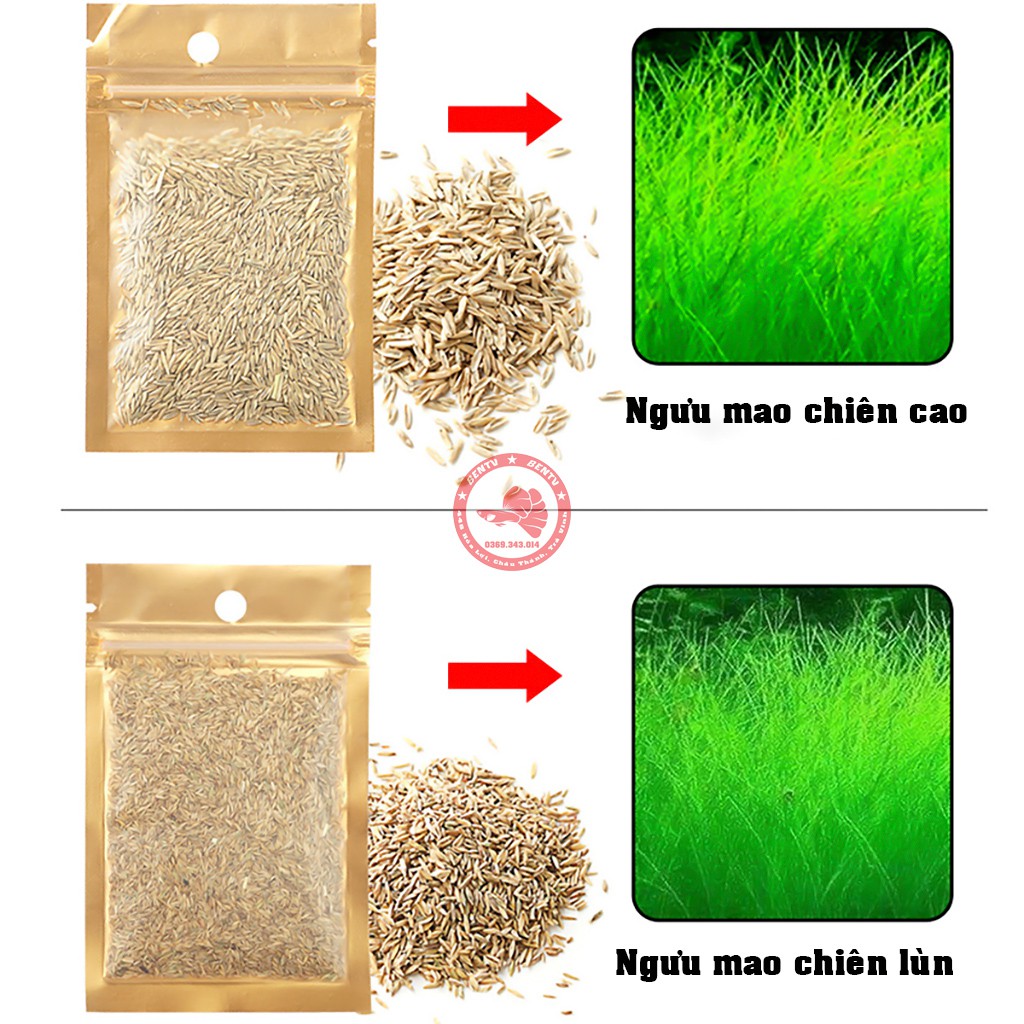 Hạt Giống Cây Thủy Sinh (Trân Châu, Ngưu Mao Chiên, Cỏ Tình Yêu, Cỏ May Mắn)