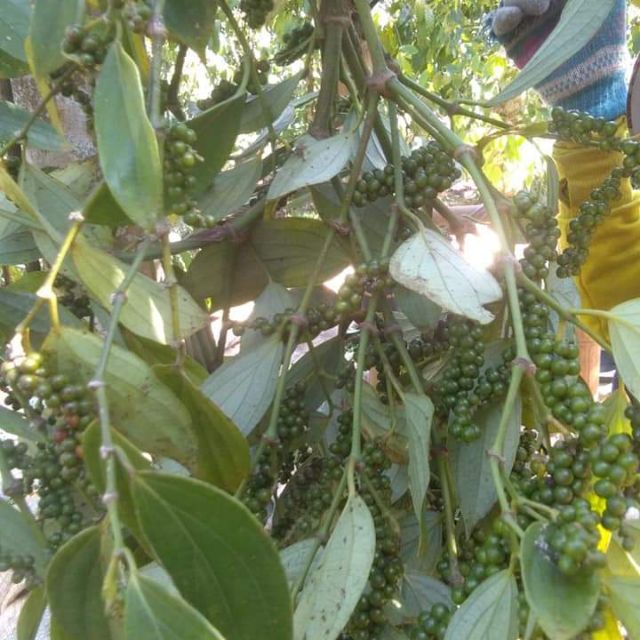 Copo 3 kg tiêu