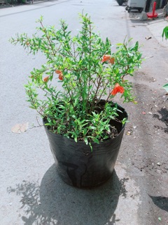 Cây Lựu Cho Sai Trái