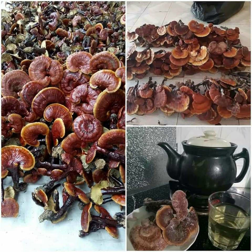 Nấm lim xanh chuẩn rừng tự nhiên