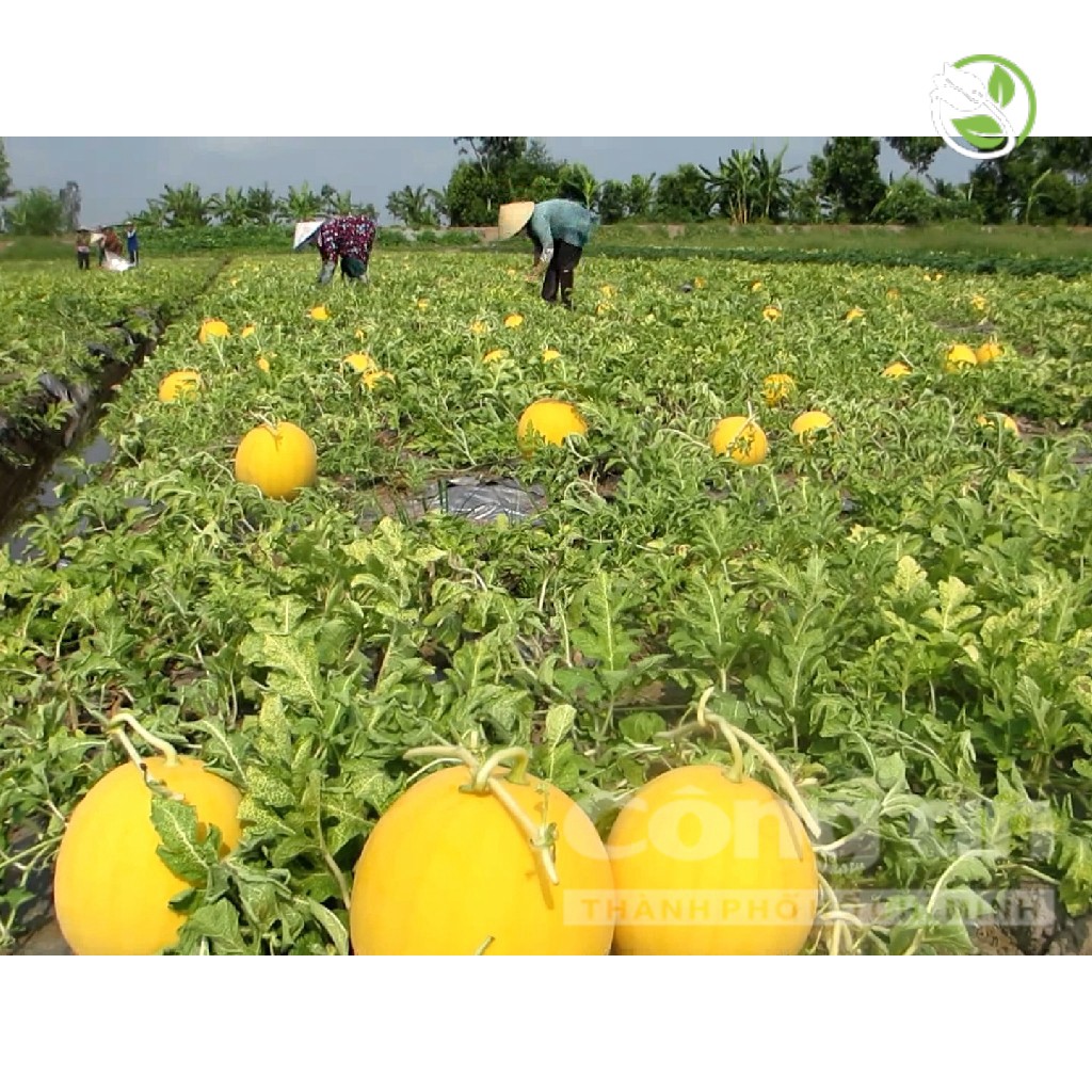 Hạt Giống Dưa Lê F1 Hồng Kim Long 383 Phú Nông- Gói 10 hạt 0.3g