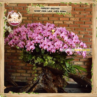 Hoa Lan đột biến Hồ Điệp cây Đại, Mini, chậu Nở vào Tết, Phong lan rừng Trắng Tím Vàng Đẹp