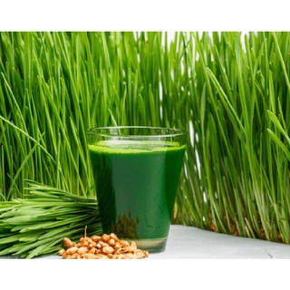 Hạt Giống Lúa Mì - Lúa Mạch - Gói 100gram