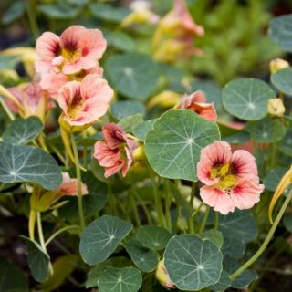 HẠT GIỐNG HOA SEN CẠN MIX ( TROPAEOLUM MAJUS )