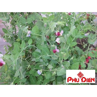 10 gram đậu hà lan siêu ngọn ăn lá quả dẹp có thể ăn cả quả  PHÚ ĐIỀN