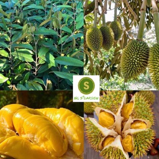 Cây Giống Sầu Riêng Ri6