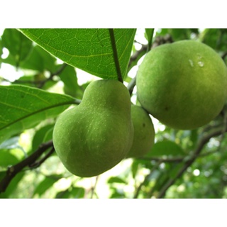 100 Hạt giống cây chay (Kèm kích thích hạt nảy mầm)