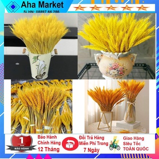 Bông lúa mạch khô trang trí màu vàng hàng siêu đẹp, loại 1
