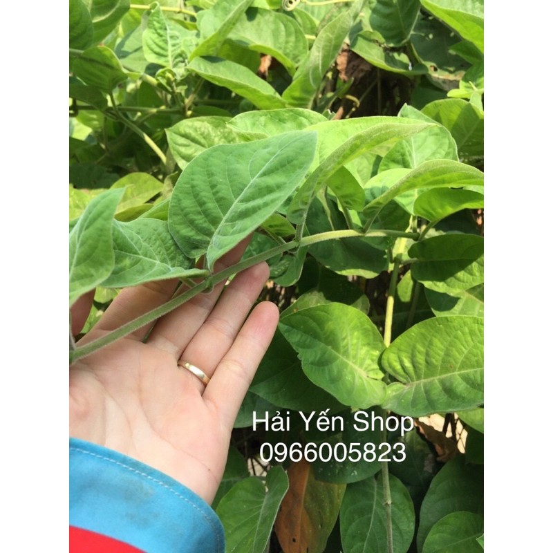 Lá Mơ Tươi_khô_cây giống