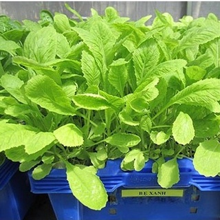 Hạt Giống Cải Bẹ Xanh Mỡ