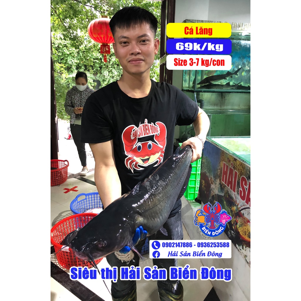 Cá Lăng Sống Đang Bơi Từ 3 Đến 6 Kg Có Hỗ...