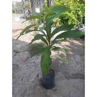 combo 5 cây lộc vừng(40-50cm)