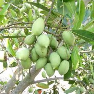Cây giống cà na thái siêu trái- Cây chiết cho trái sớm- Cây hoa kiểng Đồng Tháp