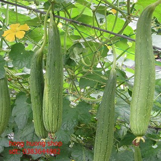 Hạt giống mướp hương Thái Lan