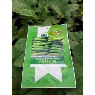 Gói 1g Hạt Giống Mướp Hương Rossa 38 Rạng Đông, Trồng Quanh năm, Năm Suất Cao, Trái 35_40 cm