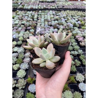 Sen đá sỏi mập. Hàng hiếm