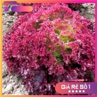 Hạt giống xà lách xoăn đỏ - 5gram