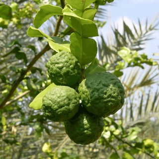 (q.8 - giao trong ngày) cây chanh chúc (chanh số 8, chanh thái).