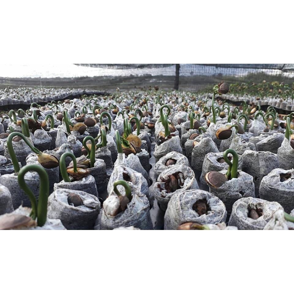 20 VIÊN NÉN ƯƠM HẠT