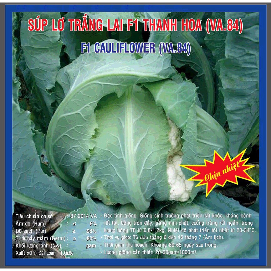 Hạt giống Súp Lơ Trắng Thanh Hoa  2500 hạt
