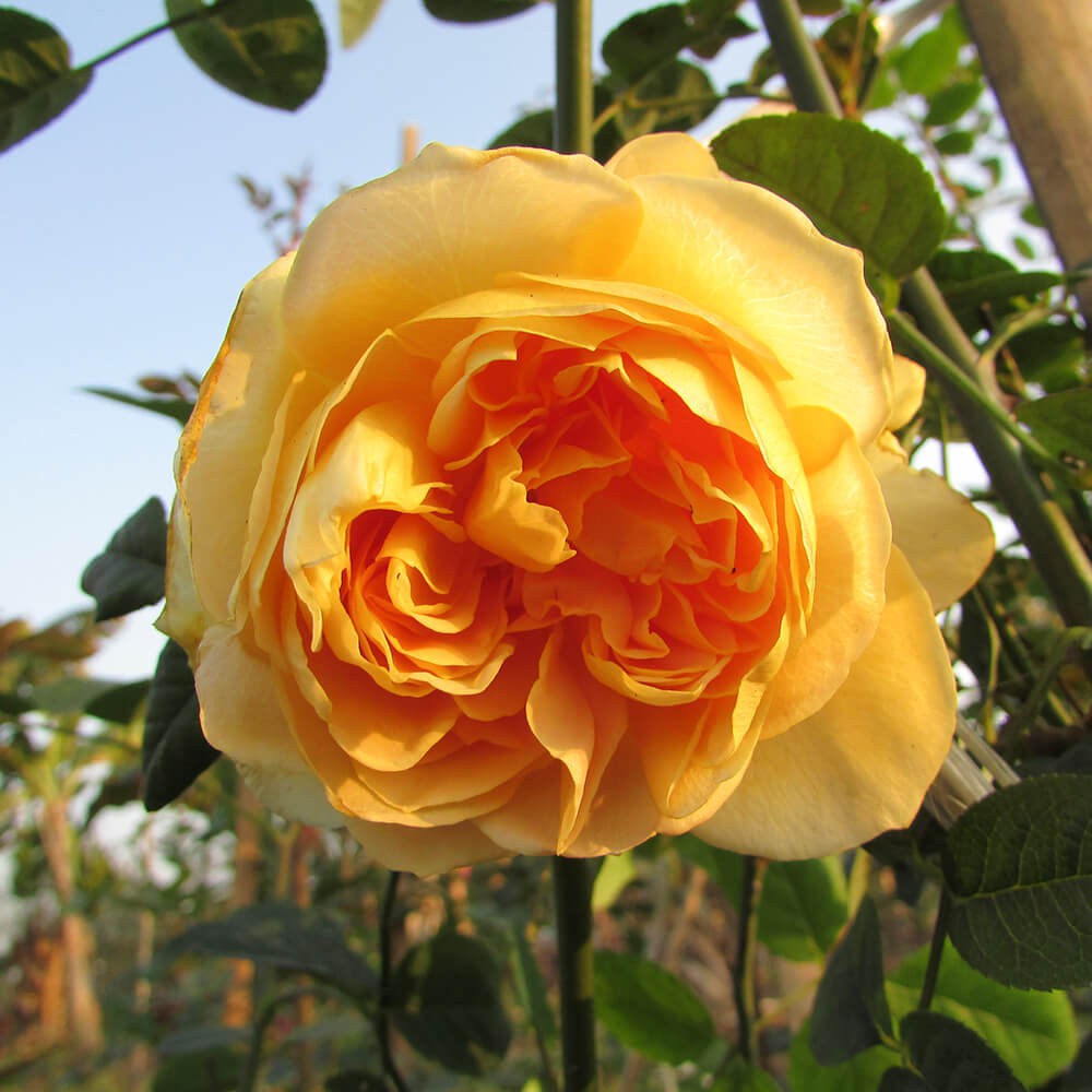 Cây giống Hồng ngoại Golden Celebration (hồng leo) size chậu C9 - Trang Flower