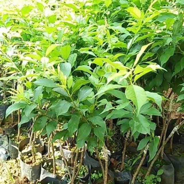 CÂY GIỐNG MẬN HẬU