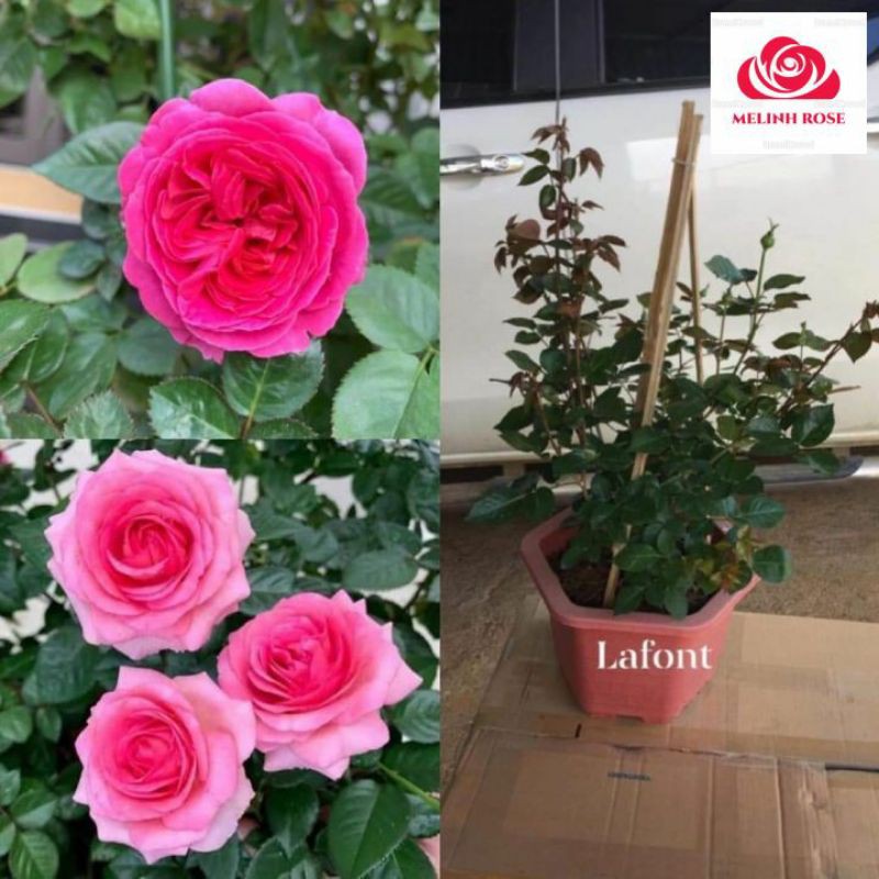 Hoa Hồng Lafont rose[CỰC HÓT🔥] Hương Thơm Cổ Điển,Cây Hoa Hồng Lafont