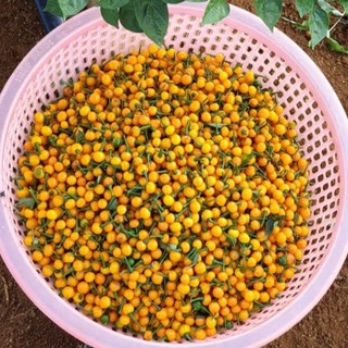 Ớt Charapita Tươi- 20 Quả 🌶(Ớt Đắt Nhất Thế Giới)
