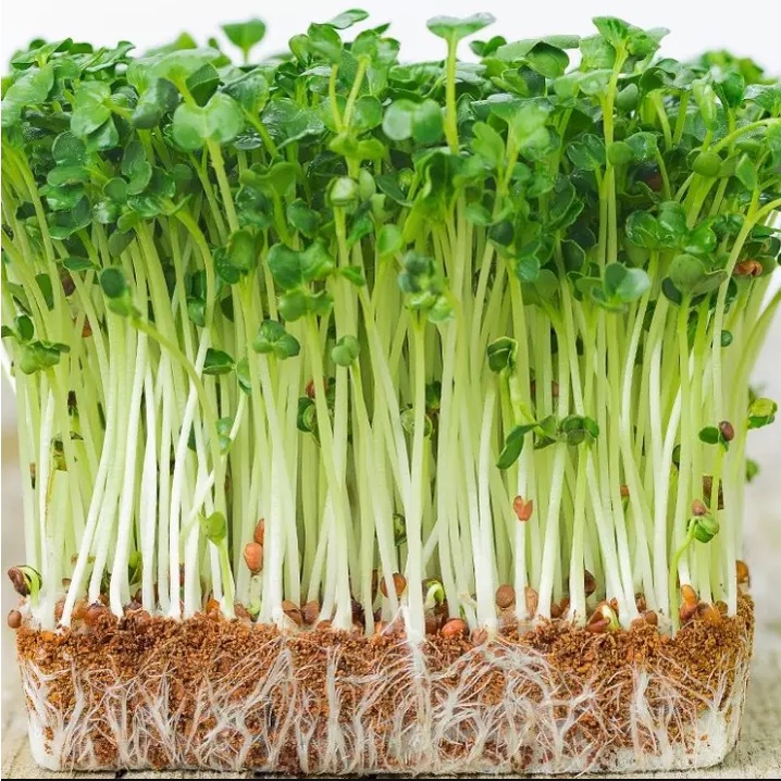 Hạt Giống Cải Mầm (Mầm Củ Cải) Phú Nông Hapi Thu Hoạch Nhanh- Gói 120gr (HPN-027-120G)