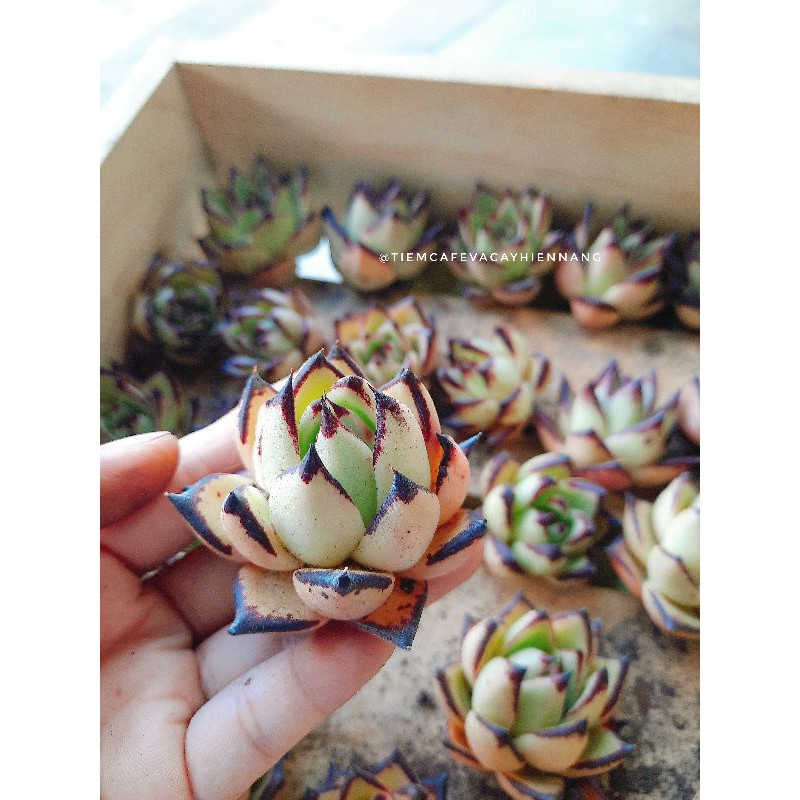 SEN ĐÁ Echeveria agavoides - Sen đá đế vương viền