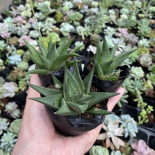 Sen đá móng rống xoáy